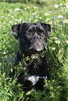 mongrel portrait