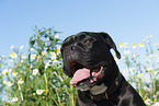 mongrel portrait