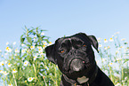mongrel portrait