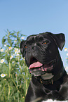mongrel portrait