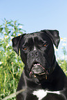 mongrel portrait