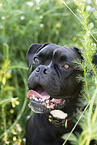 mongrel portrait