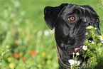 mongrel portrait