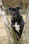 Cane-Corso-Italiano-Mongrel