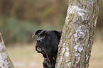 Cane-Corso-Italiano-Mongrel