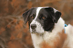 livestock-guardian-dog-mongrel portrait