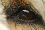 dog eye