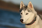 Husky-Mongrel