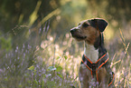mongrel portrait