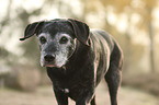 old mongrel