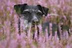 mongrel portrait