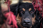 Australien-Shepherd-Labrador-Retriever Portrait