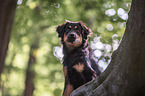 Australien-Shepherd-Labrador-Retriever Portrait