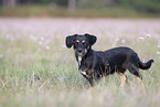 young Dachshund-Mongrel