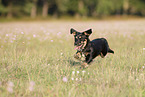 young Dachshund-Mongrel