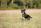 young Dachshund-Mongrel