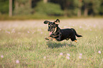 young Dachshund-Mongrel