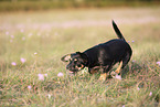 young Dachshund-Mongrel