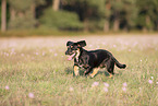 young Dachshund-Mongrel