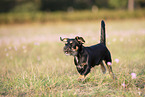 young Dachshund-Mongrel