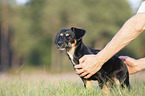 young Dachshund-Mongrel