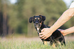 young Dachshund-Mongrel