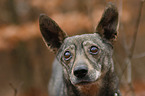 old Dachshund-Mongrel