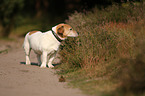 snuffling Jack-Russell-Terrier-Mongrel