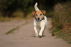 running Jack-Russell-Terrier-Mongrel
