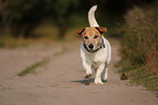 walking Jack-Russell-Terrier-Mongrel