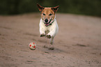 playing Jack-Russell-Terrier-Mongrel