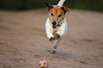 playing Jack-Russell-Terrier-Mongrel