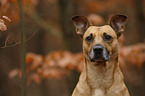 Staffordshire-Terrier-Mongrel Portrait