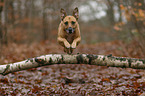 jumping Staffordshire-Terrier-Mongrel