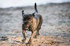 running Terrier-Mongrel