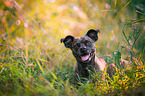 Terrier-Mongrel Portrait