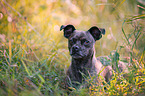 Terrier-Mongrel Portrait