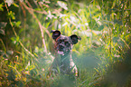 Terrier-Mongrel Portrait