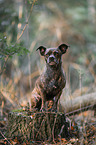 sitting Terrier-Mongrel