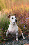 sitting Jack-Russell-Terrier-Mongrel