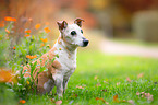 sitting Jack-Russell-Terrier-Mongrel