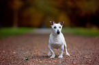 standing Jack-Russell-Terrier-Mongrel