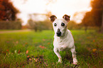 standing Jack-Russell-Terrier-Mongrel