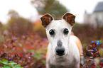 Jack-Russell-Terrier-Mongrel Portrait