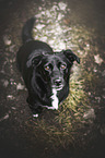 sitting Dachshund-Labrador-Retriever