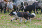 running Herding Shepherd