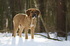 standing Saint-Bernard-Rhodesian-Ridgeback-Mongrel