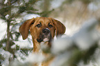 Saint-Bernard-Rhodesian-Ridgeback-Mongrel portrait