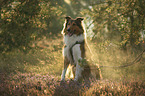 sitting Collie-Mongrel