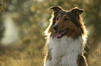 Collie-Mongrel portrait